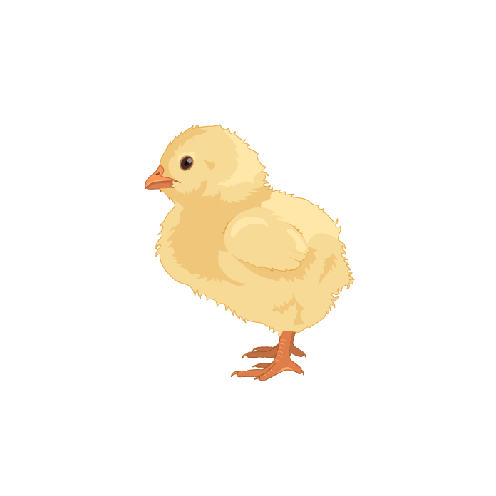 Chick Biorender