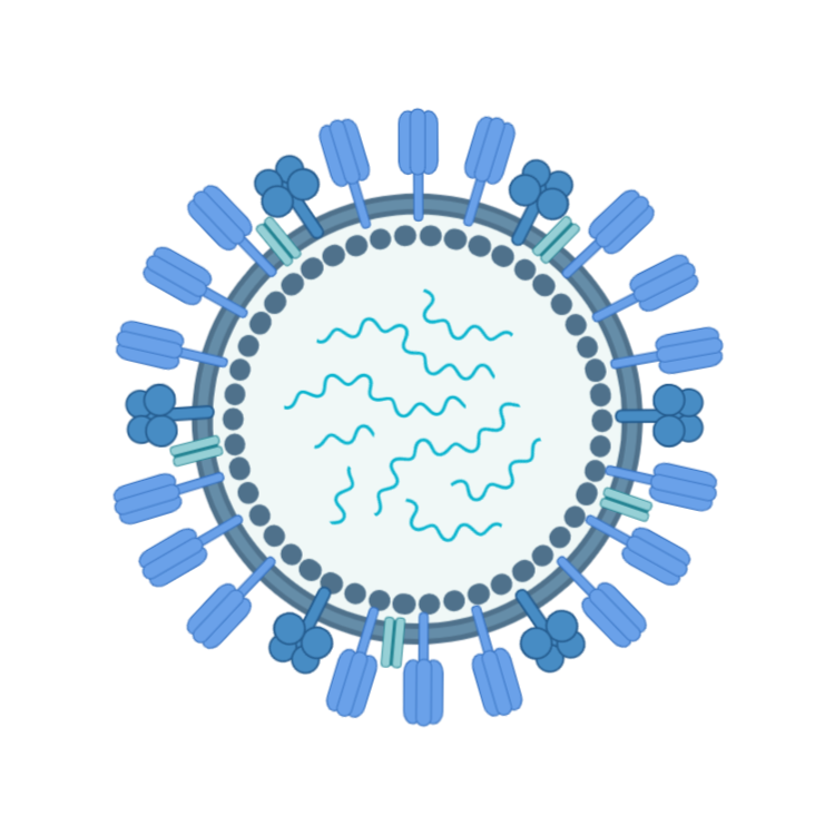Influenza Virion Biorender