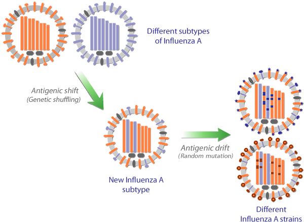 Influenza mutations